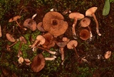 Lactarius camphoratus image