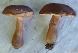 Tylopilus ferrugineus image