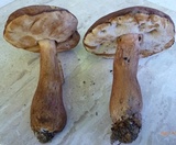 Tylopilus ferrugineus image