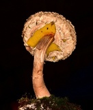 Boletellus coccineus image