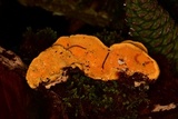 Flaviporus brownii image