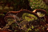 Flaviporus brownii image