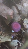 Gymnopus iocephalus image
