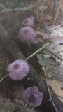 Gymnopus iocephalus image