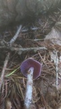 Gymnopus iocephalus image