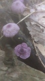 Gymnopus iocephalus image