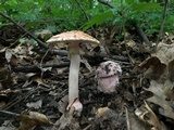 Mycogone rosea image