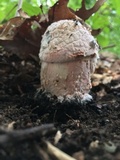 Mycogone rosea image