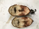 Mycogone rosea image