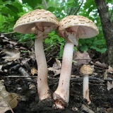 Mycogone rosea image