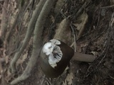 Amanita sect. Vaginatae image