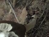 Amanita sect. Vaginatae image