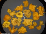Cantharellus lateritius image