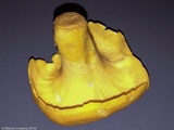Cantharellus lateritius image