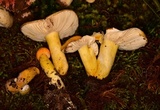 Russula lutea image