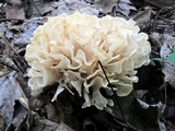 Sparassis spathulata image