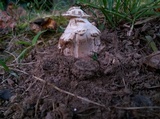 Hypomyces hyalinus image