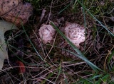 Hypomyces hyalinus image