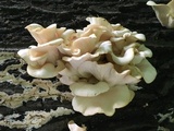 Pleurotus pulmonarius image