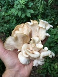 Pleurotus pulmonarius image