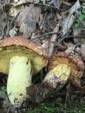 Boletus subluridellus image