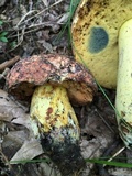 Boletus subluridellus image