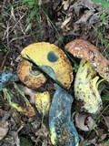 Boletus subluridellus image