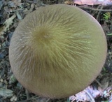 Oudemansiella furfuracea image