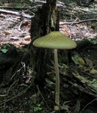 Oudemansiella furfuracea image