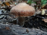 Armillaria gallica image