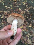 Armillaria gallica image