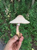 Leucoagaricus americanus image