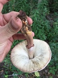 Leucoagaricus americanus image
