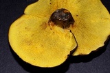 Boletinellus merulioides image