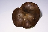 Boletinellus merulioides image
