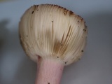 Russula amoena image