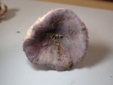 Russula amoena image