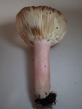 Russula amoena image