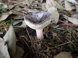 Russula amoena image