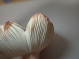 Russula amoena image
