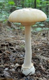Amanita roseitincta image