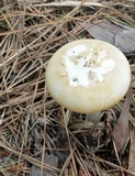Amanita roseitincta image