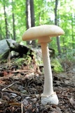 Amanita roseitincta image