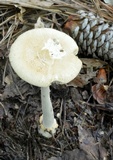 Amanita roseitincta image