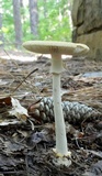 Amanita roseitincta image