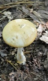 Amanita roseitincta image