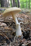 Amanita roseitincta image