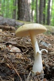 Amanita roseitincta image
