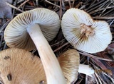 Inocybe rimosa image