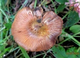 Inocybe rimosa image